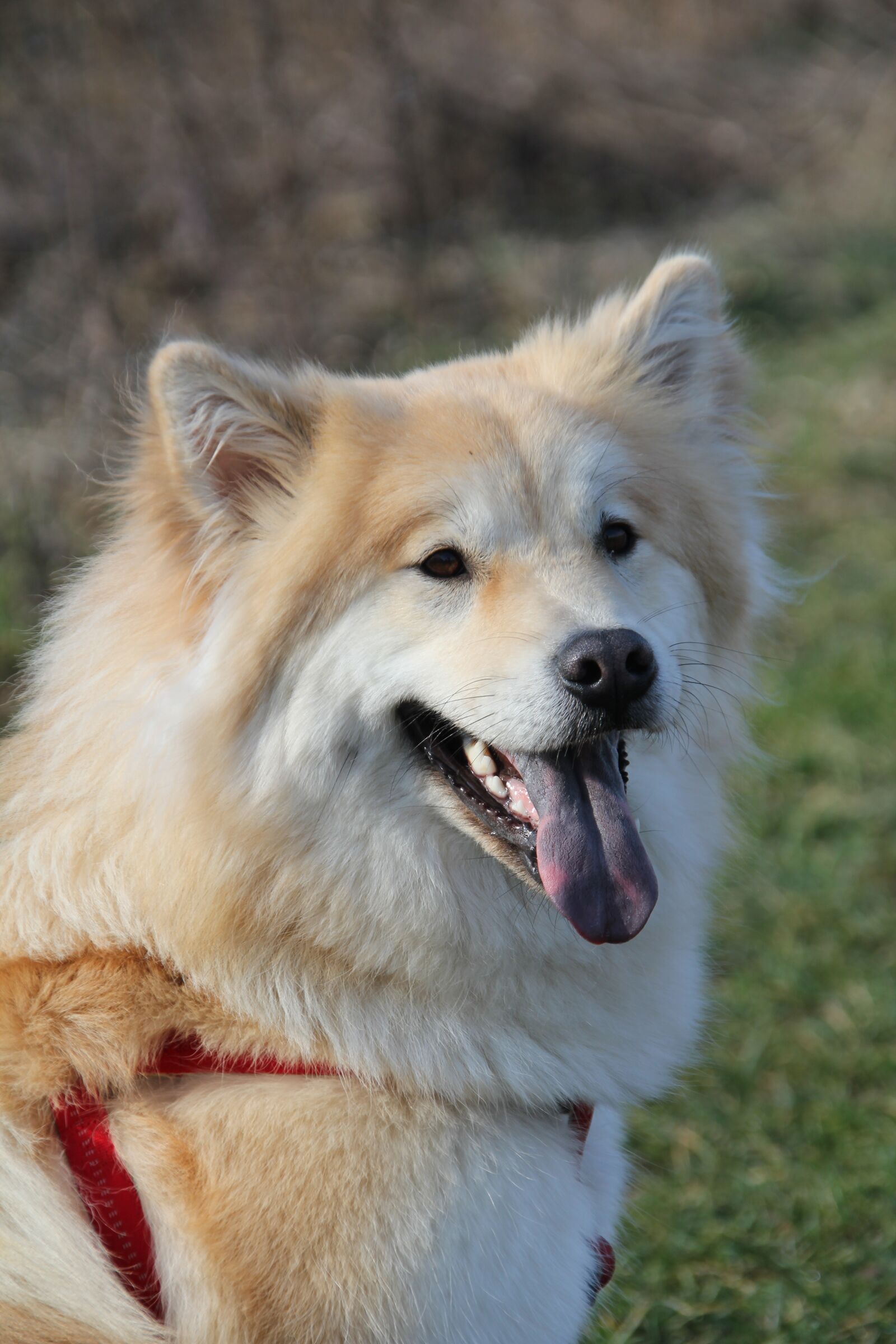 Canon EOS 550D (EOS Rebel T2i / EOS Kiss X4) sample photo. Eurasians, dog, pet photography