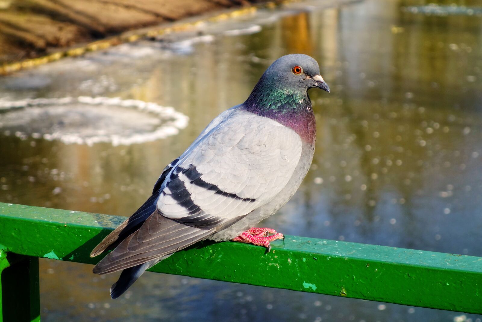 Sony Cyber-shot DSC-RX100 sample photo. Pigeon, rock dove, bird photography