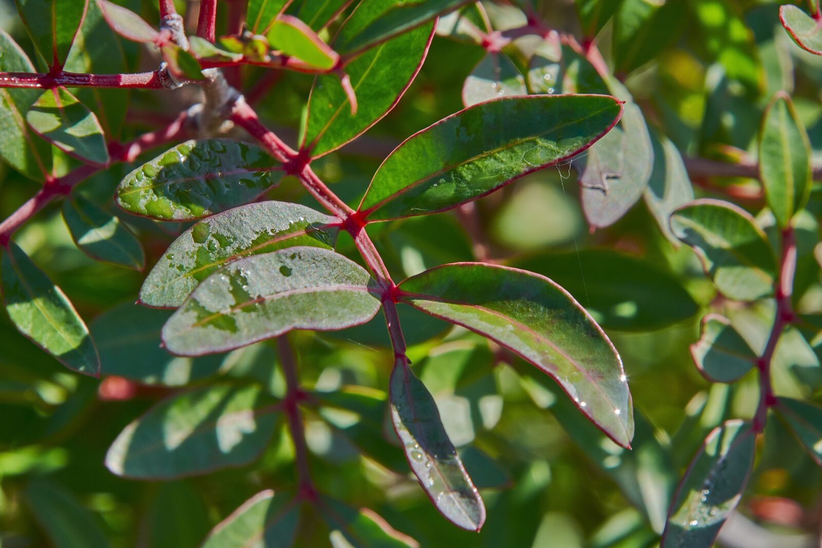 Nikon D7200 sample photo. Flower, autumn, plant photography