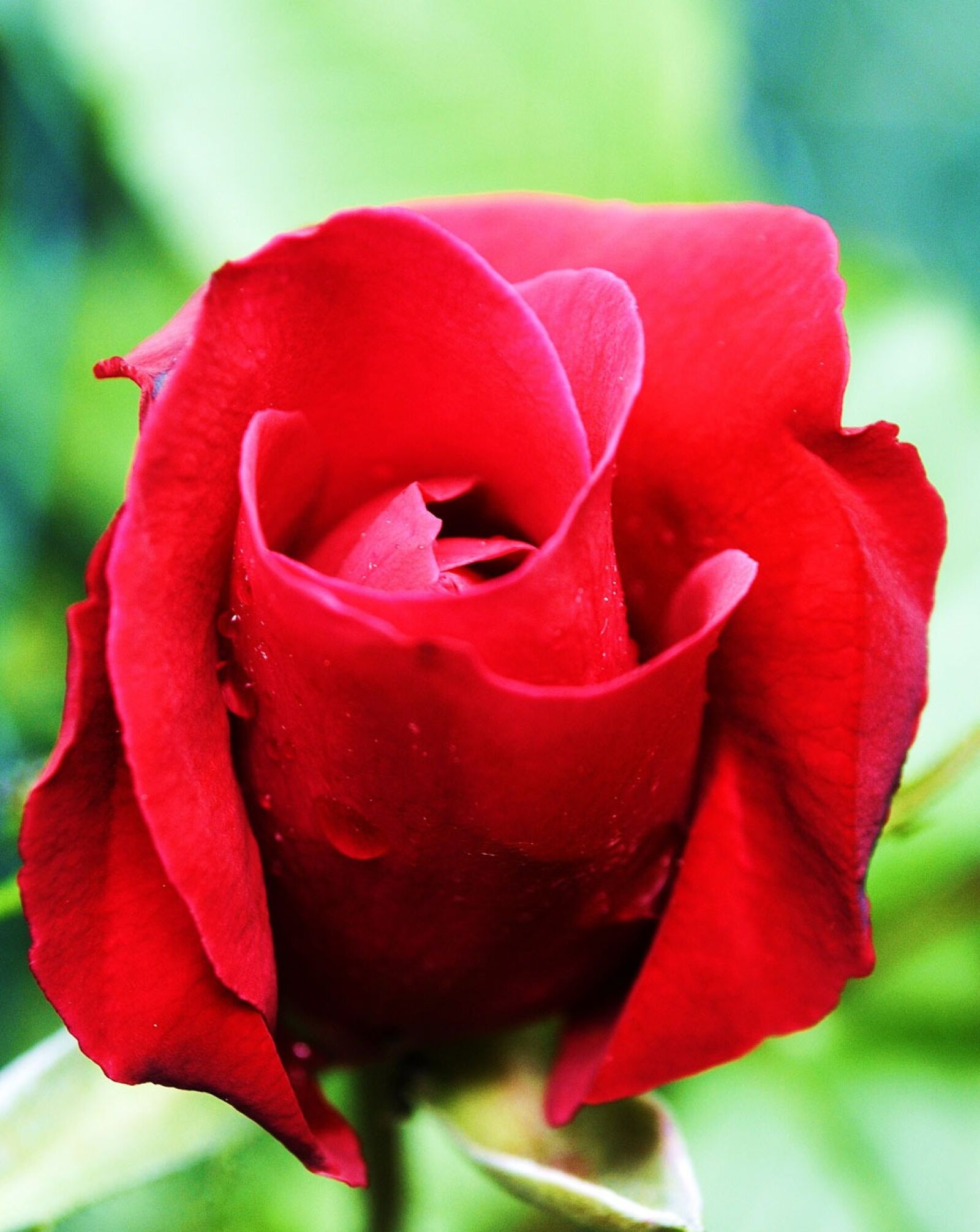 Nikon D5000 sample photo. Rose, red, flower photography