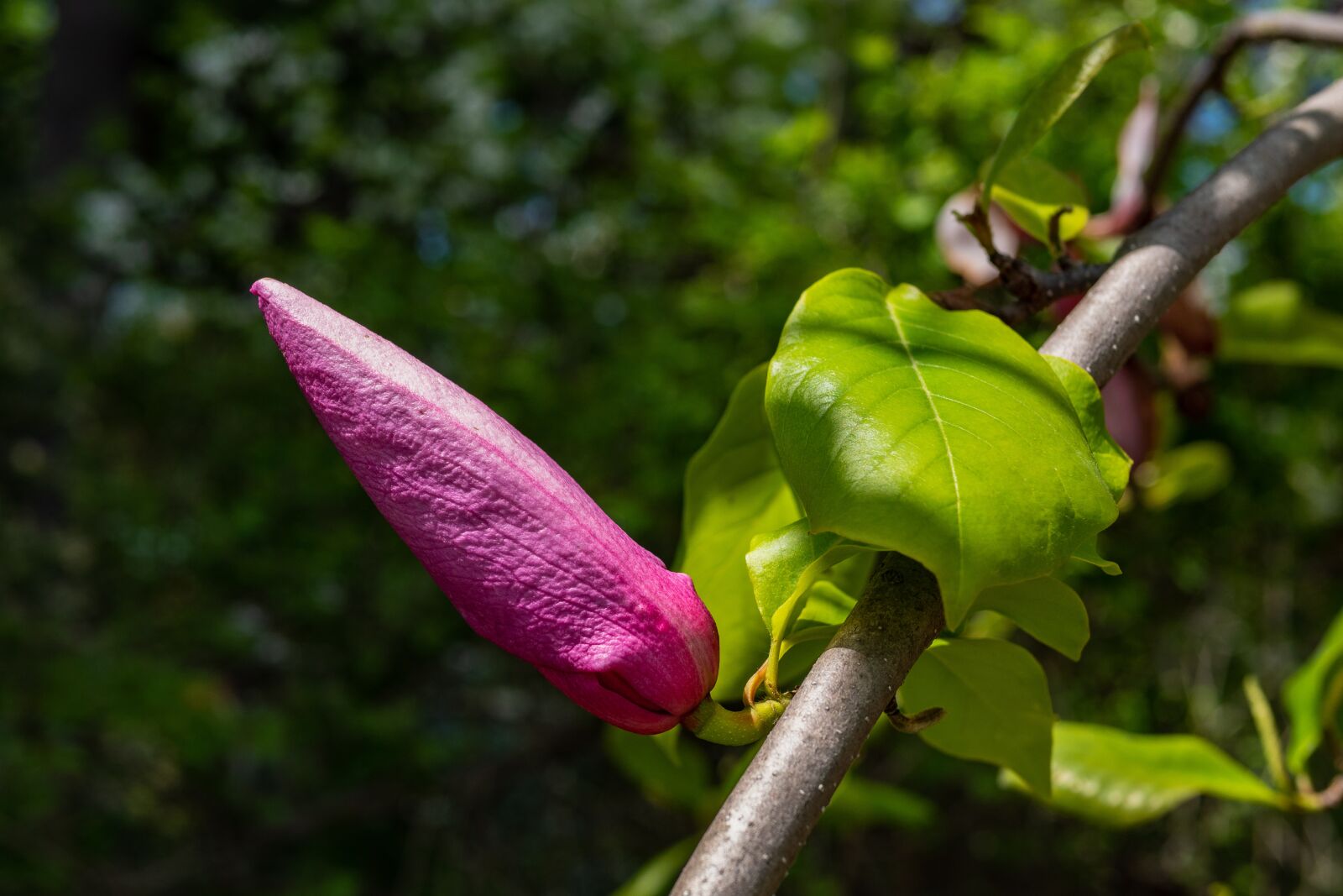 Panasonic Leica DG Summilux 25mm F1.4 II ASPH sample photo. Magnolia bud, spring, garden photography