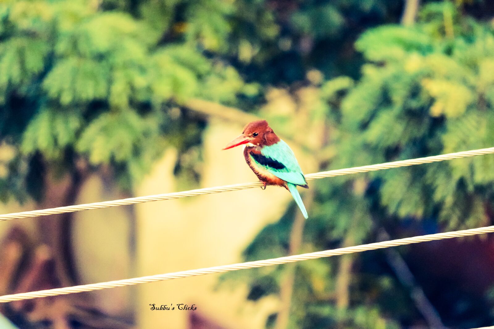 Canon EOS 700D (EOS Rebel T5i / EOS Kiss X7i) sample photo. White, throated, kingfisher photography