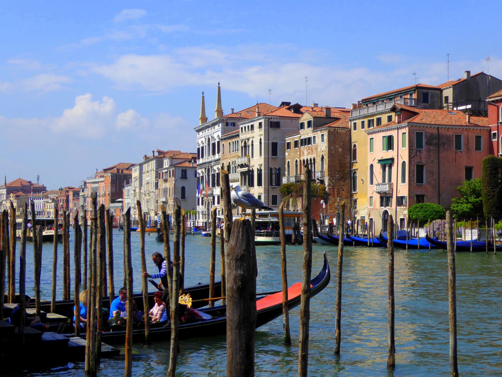 Panasonic DMC-TZ71 sample photo. Venice, canal grande, seagull photography