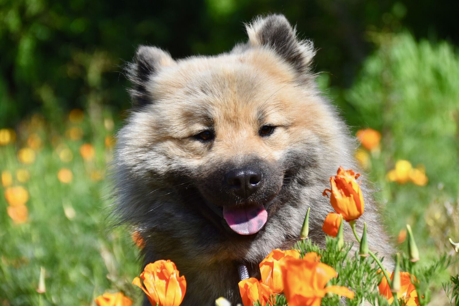 Nikon D5600 sample photo. Dog, dog eurasier, dog photography