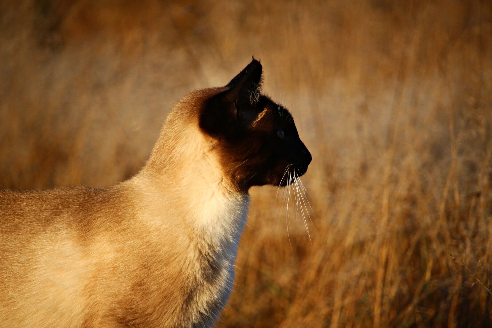 Canon EOS 100D (EOS Rebel SL1 / EOS Kiss X7) sample photo. Cat, mieze, kitten photography