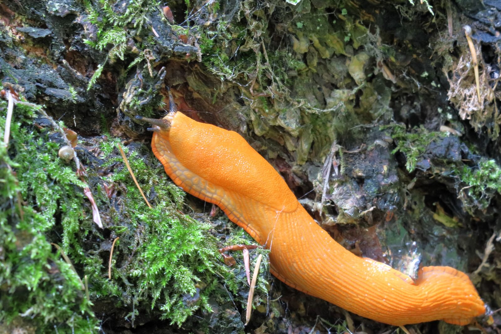 Canon PowerShot G3 X sample photo. Slug, snail, mollusk photography
