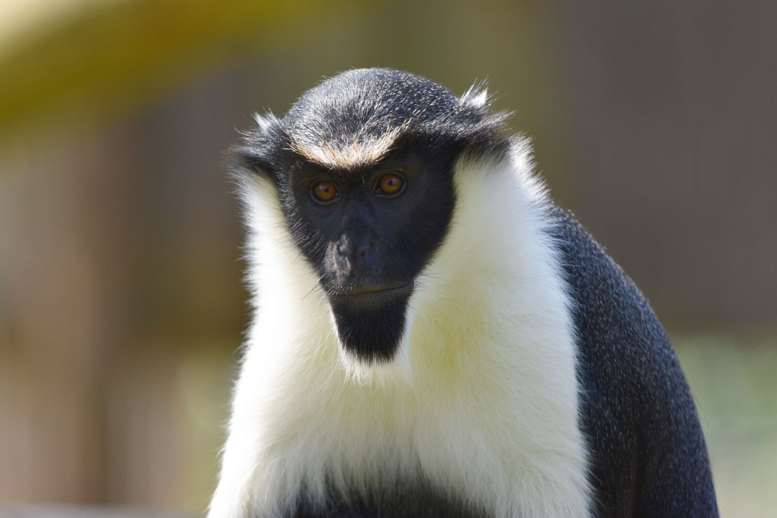 Nikon D3400 sample photo. Monkey, diana, primate photography