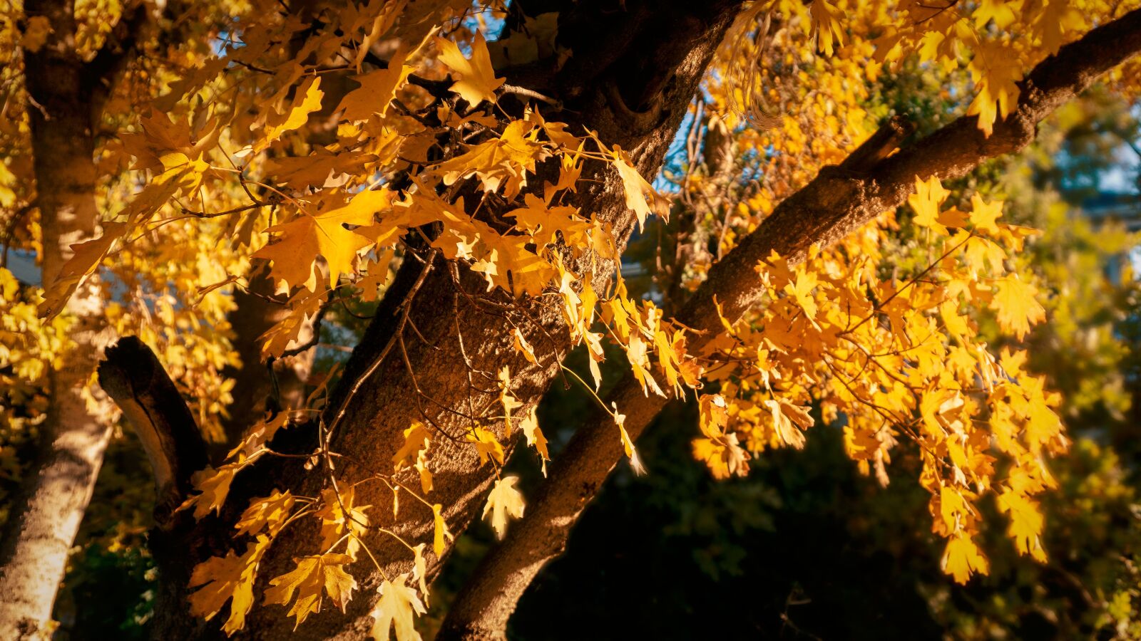 Sony a6000 sample photo. Trees, leaves, autumn photography