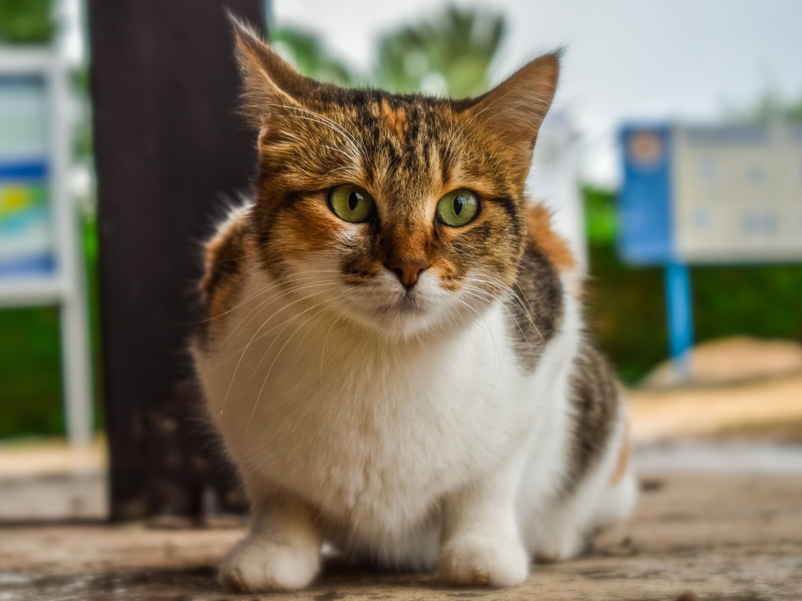 Nikon D3300 sample photo. Cat, stray, outdoor photography