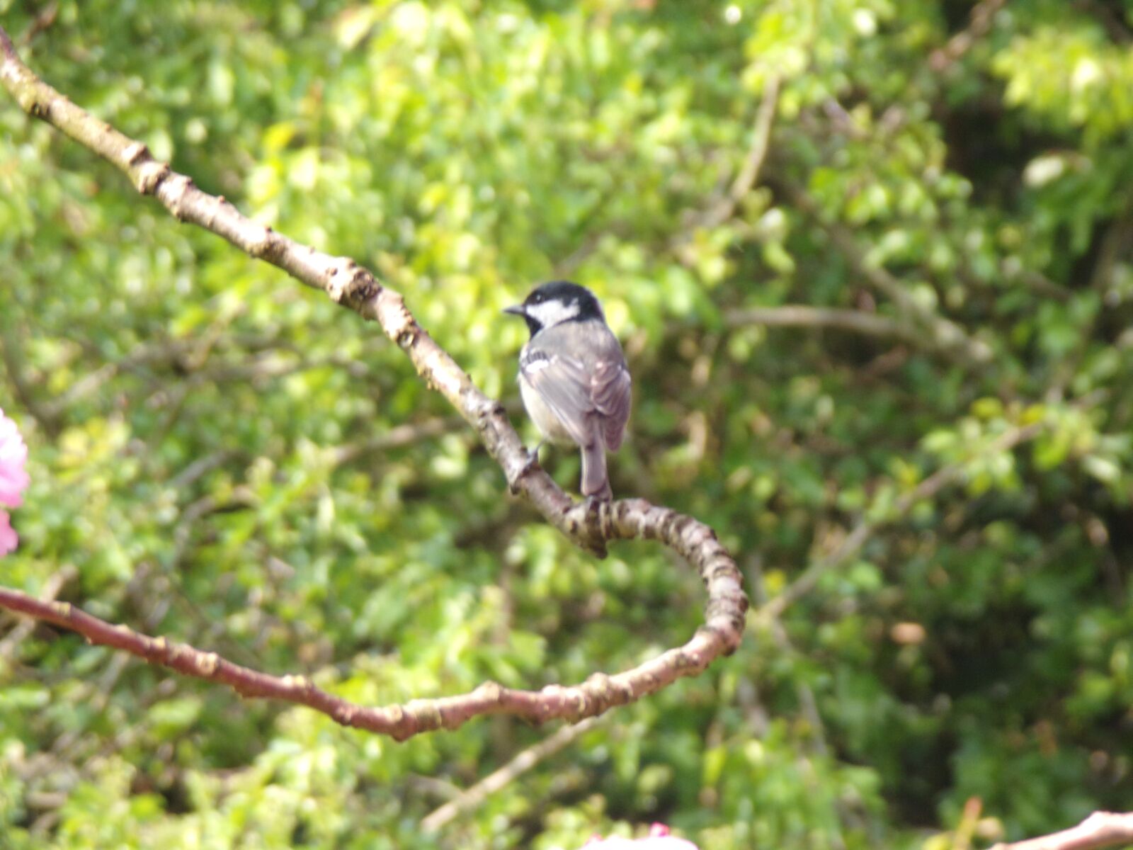 JK KODAK PIXPRO AZ421 sample photo. Bird, garden, branch photography
