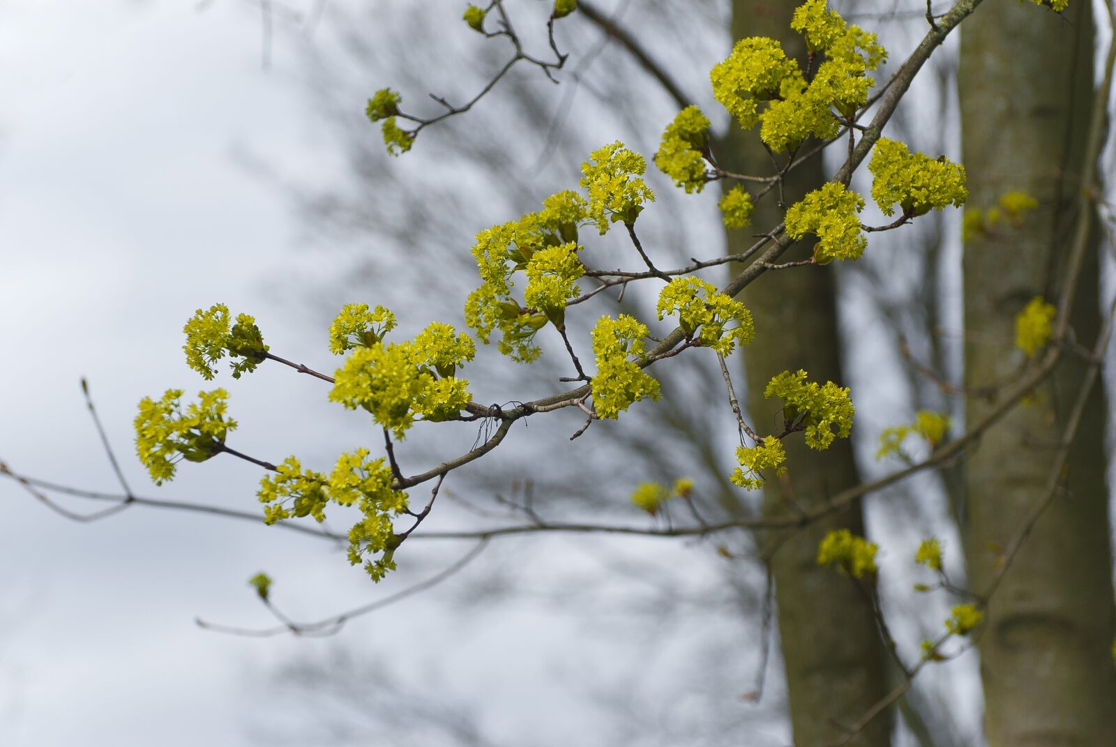Nikon D80 sample photo. Spring, blossom, colorful photography