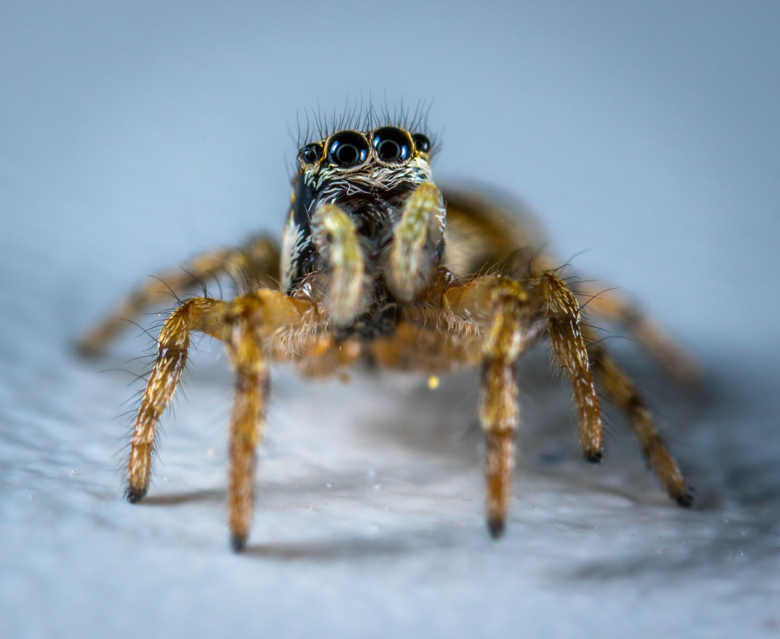 #124 65/2.8 sample photo. Arachnids, spider, spider-racer photography