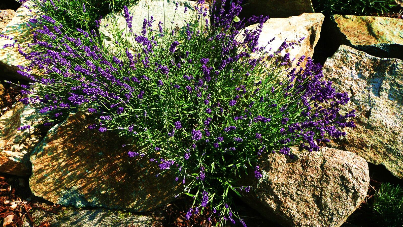 Panasonic DMC-TZ3 sample photo. Purple, flowers, macro photography