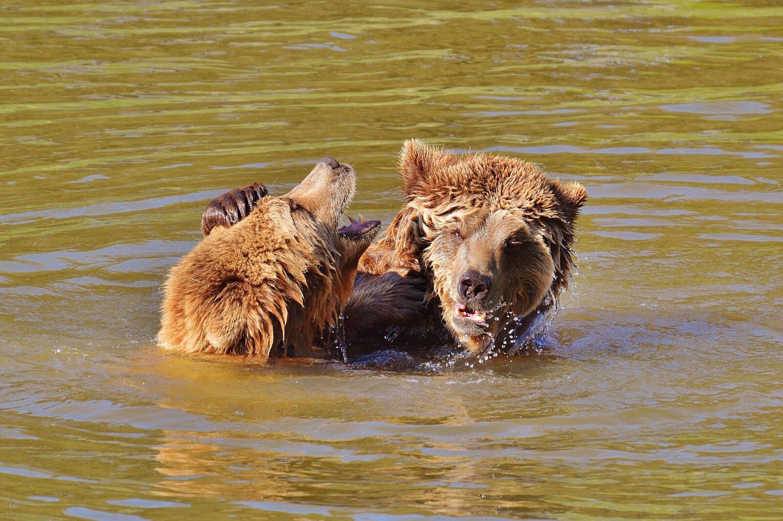 Nikon D3200 sample photo. Bear, wildpark poing, play photography