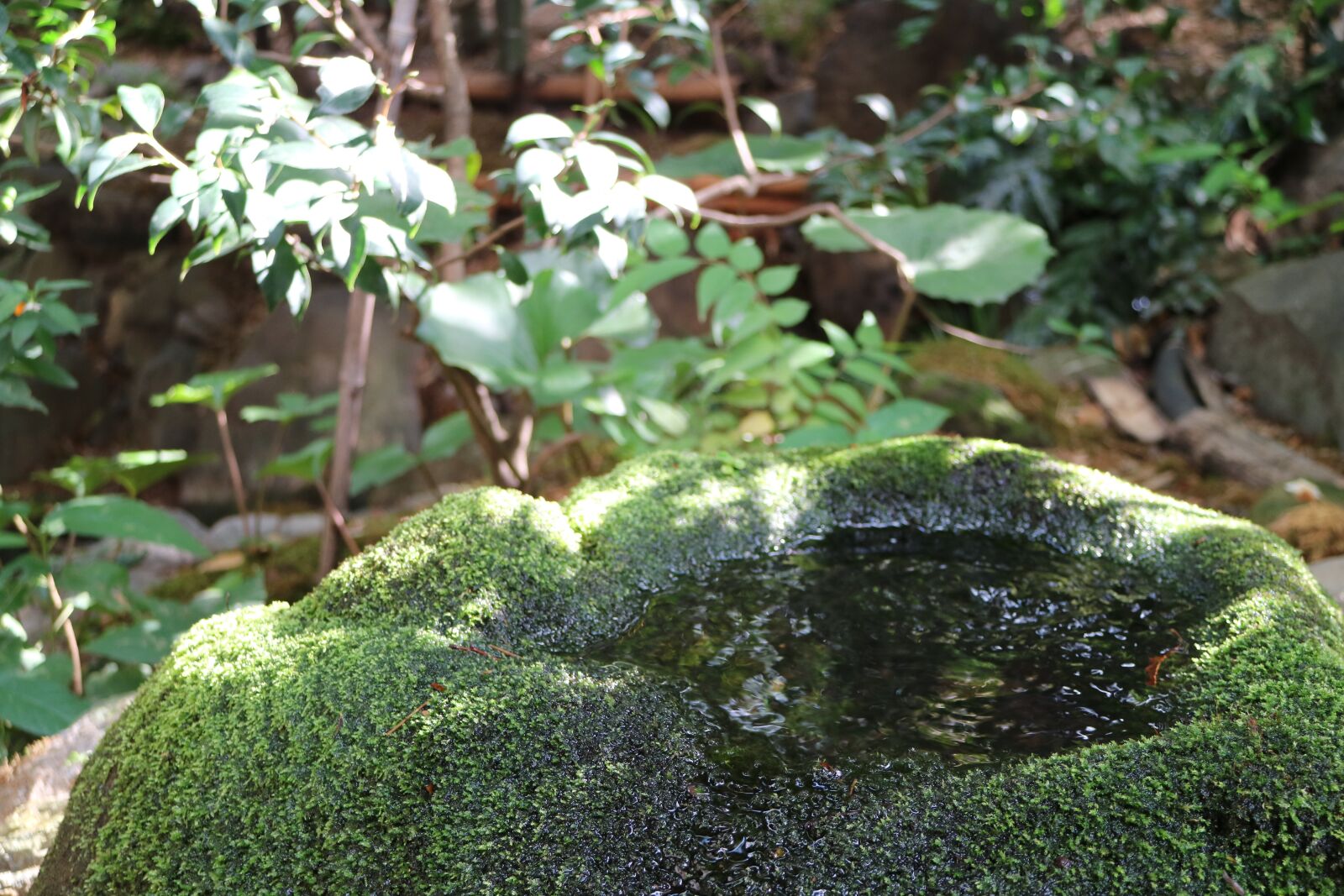 Canon EF-M 18-55mm F3.5-5.6 IS STM sample photo. Natural, japan garden, garden photography