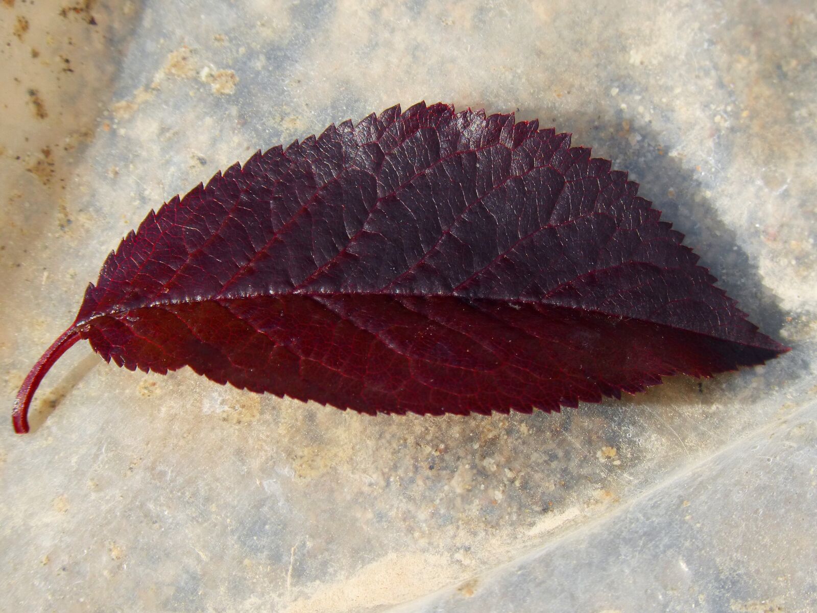 Panasonic DMC-FZ62 sample photo. Plum leaf, red leaf photography