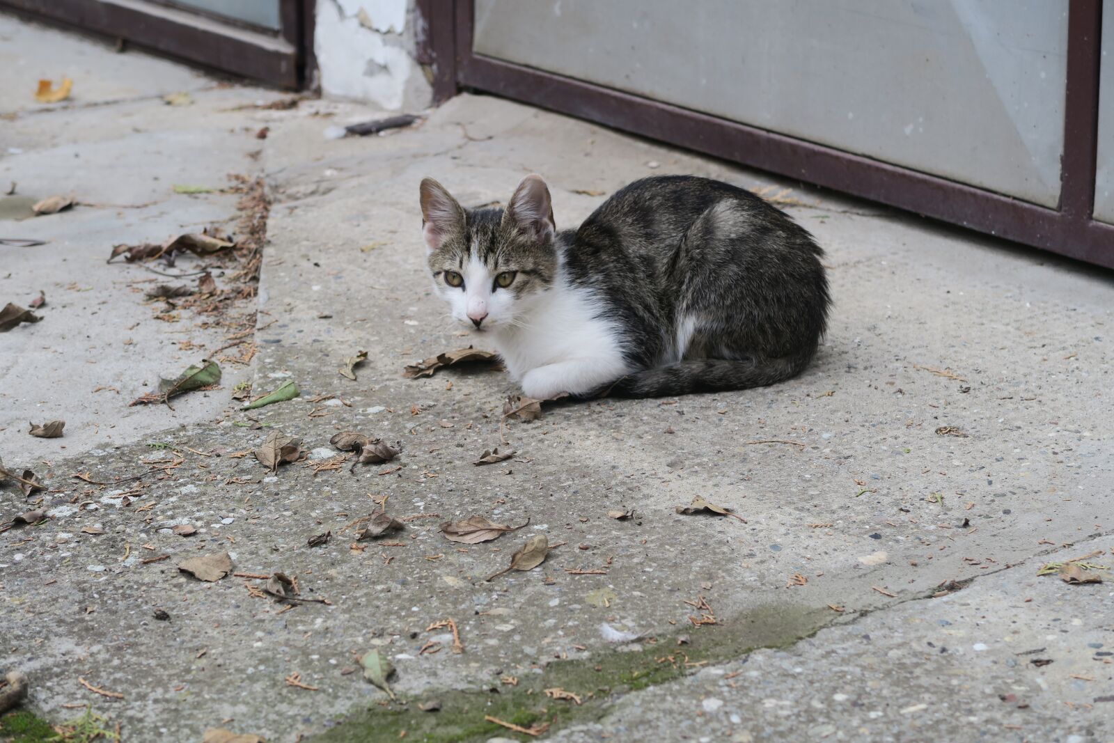 Canon PowerShot G7 X sample photo. Cat, animal, tomcat photography