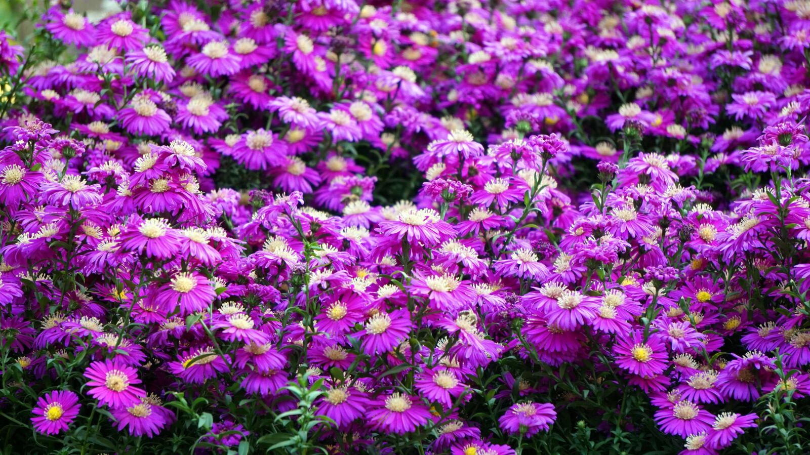 Sony Alpha a5000 (ILCE 5000) + Sony E 55-210mm F4.5-6.3 OSS sample photo. Asters, autumn, blossom photography