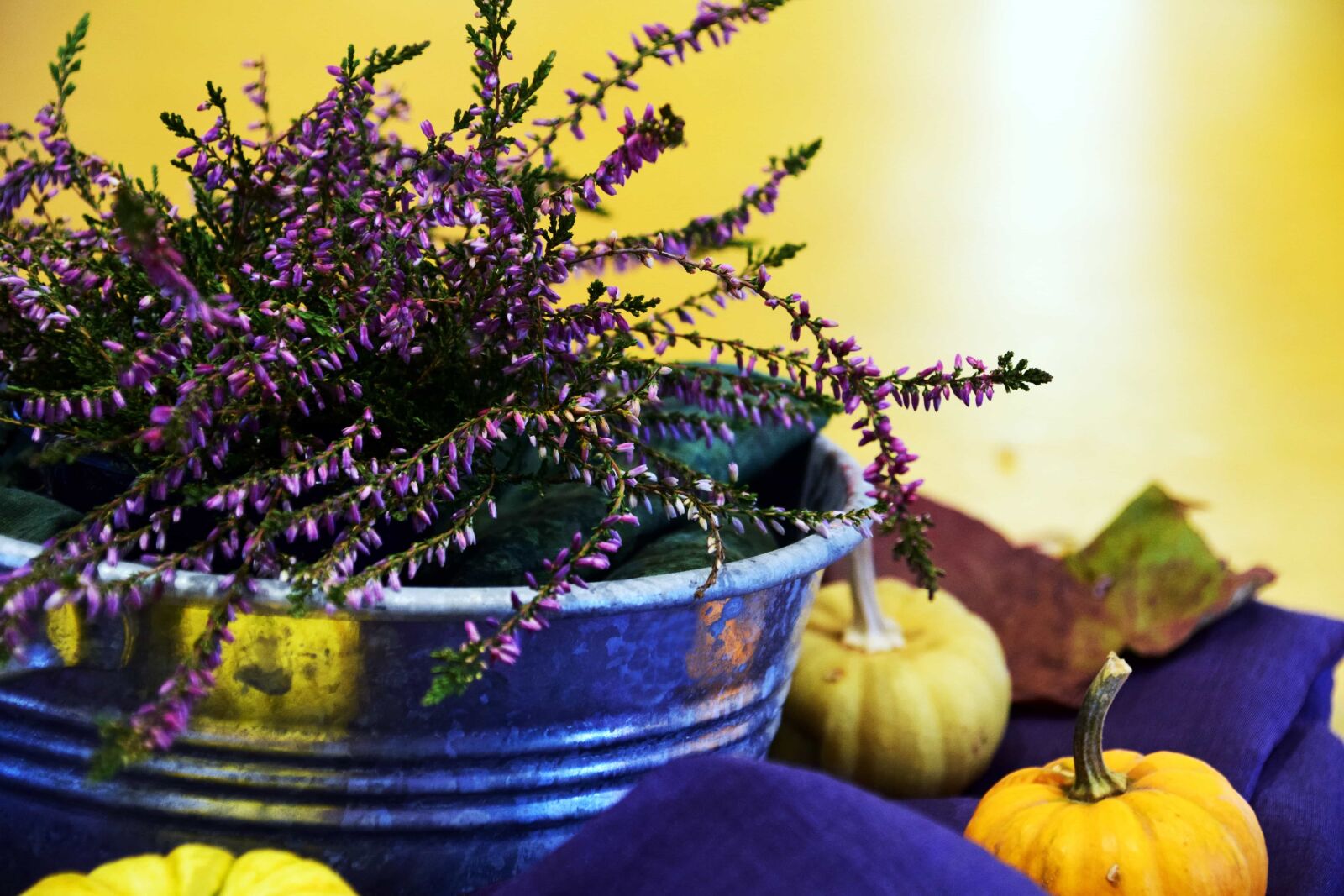 Nikon D3300 sample photo. Flower, pot, tree, pumpkin photography