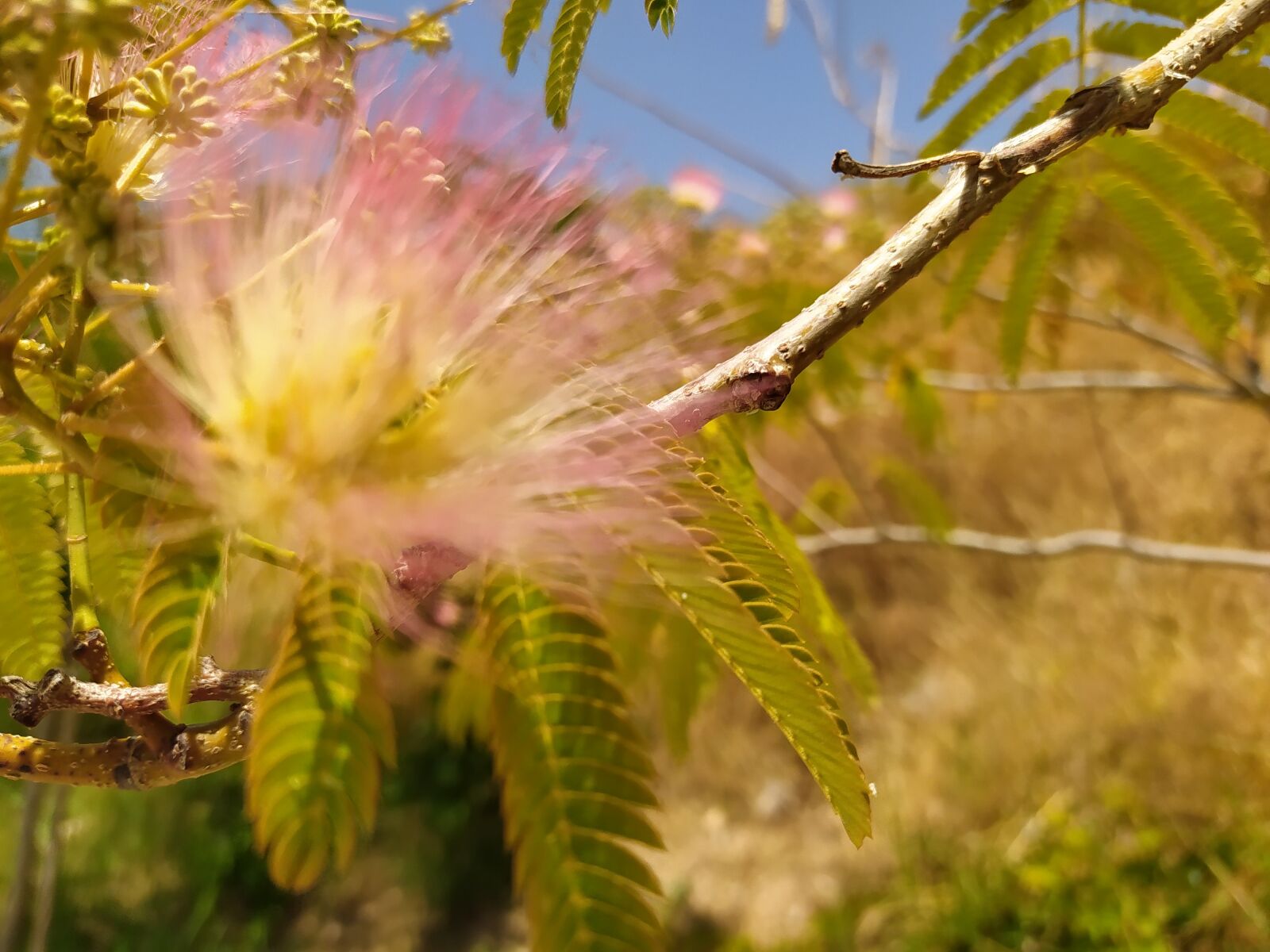 Xiaomi Redmi Note 8 sample photo. Plant, nature, green photography