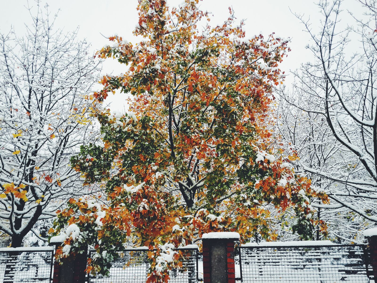 Samsung Galaxy S4 sample photo. Winter photography