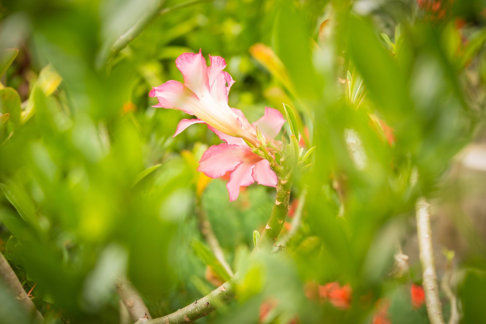 Canon EOS 700D (EOS Rebel T5i / EOS Kiss X7i) sample photo. Flower, nature, leaf photography