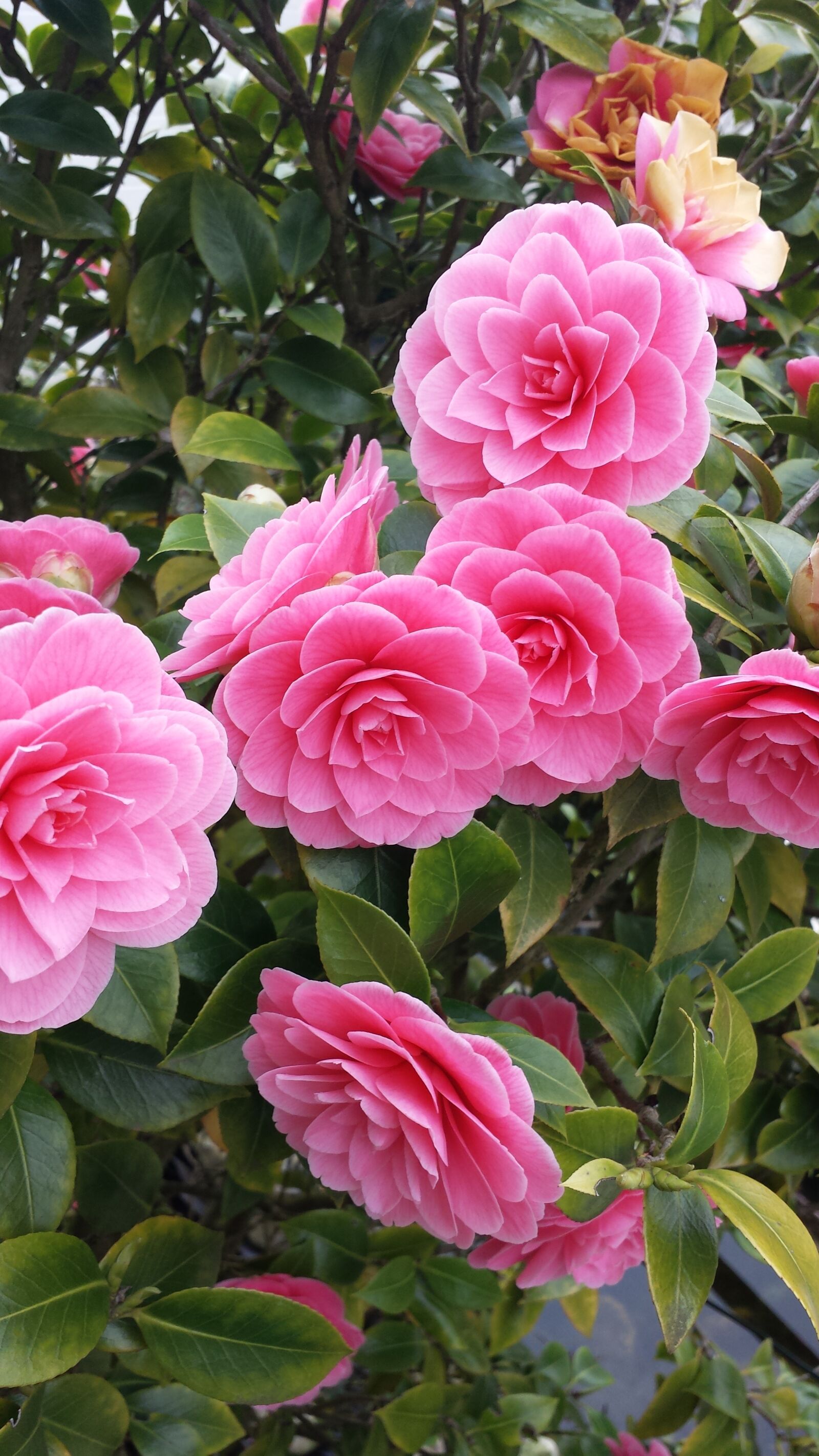 Samsung Galaxy S4 sample photo. Flowers, pink, nature photography