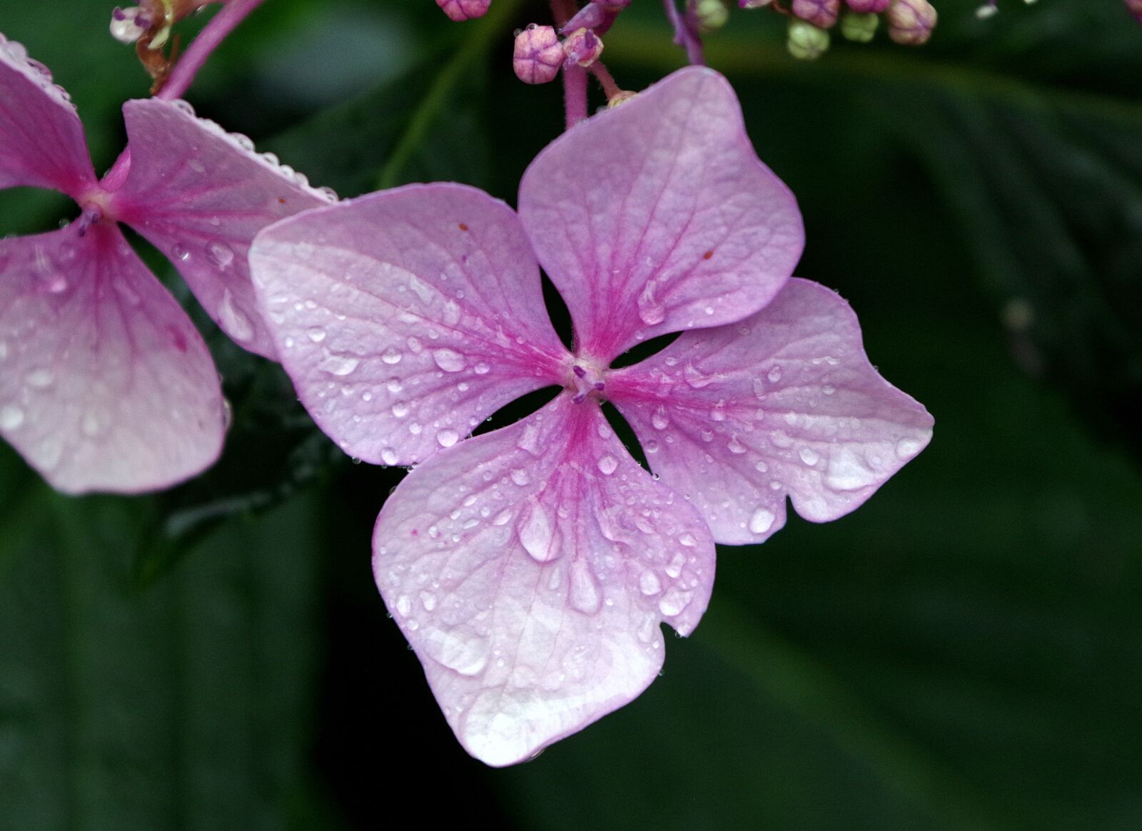 Pentax K-50 sample photo. Flower, nature, rain photography