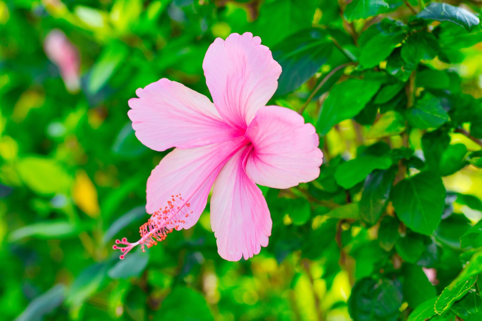Canon EOS 700D (EOS Rebel T5i / EOS Kiss X7i) + Canon EF 50mm F1.8 STM sample photo. Flower, chaba, flowers photography