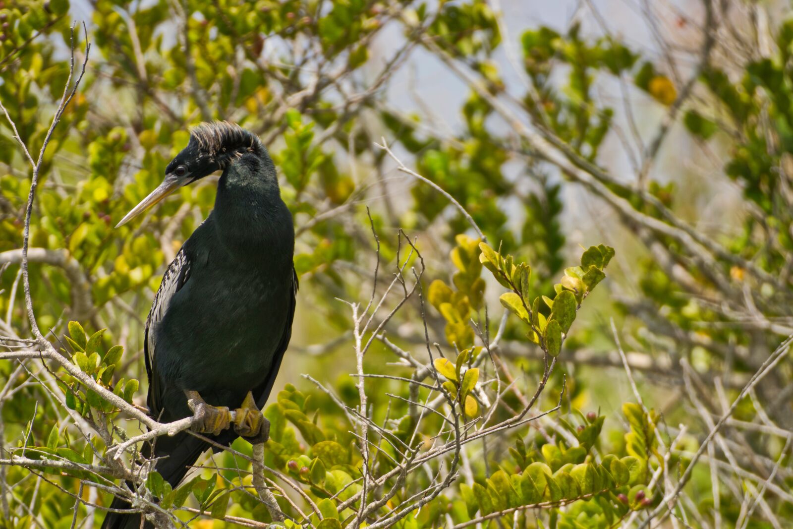 Nikon D5300 sample photo. Darter, anhinga, water bird photography