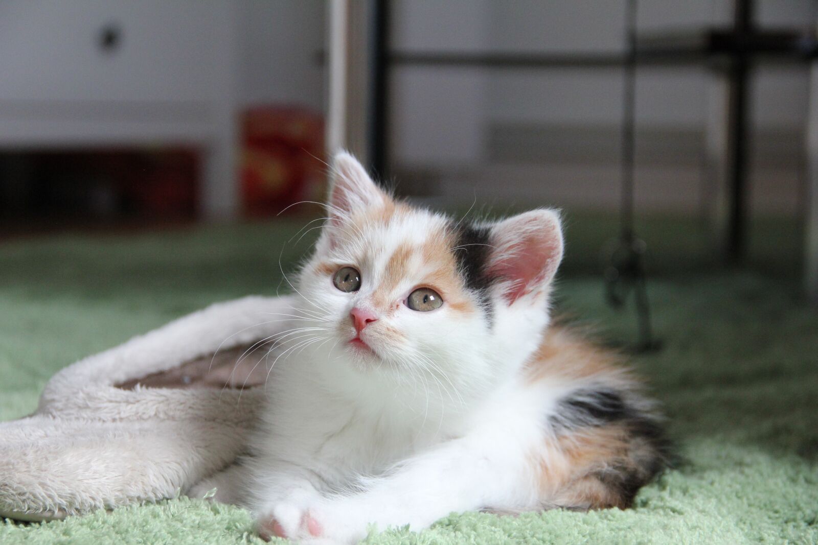 Canon EOS 550D (EOS Rebel T2i / EOS Kiss X4) sample photo. Cat, kitten, cat baby photography