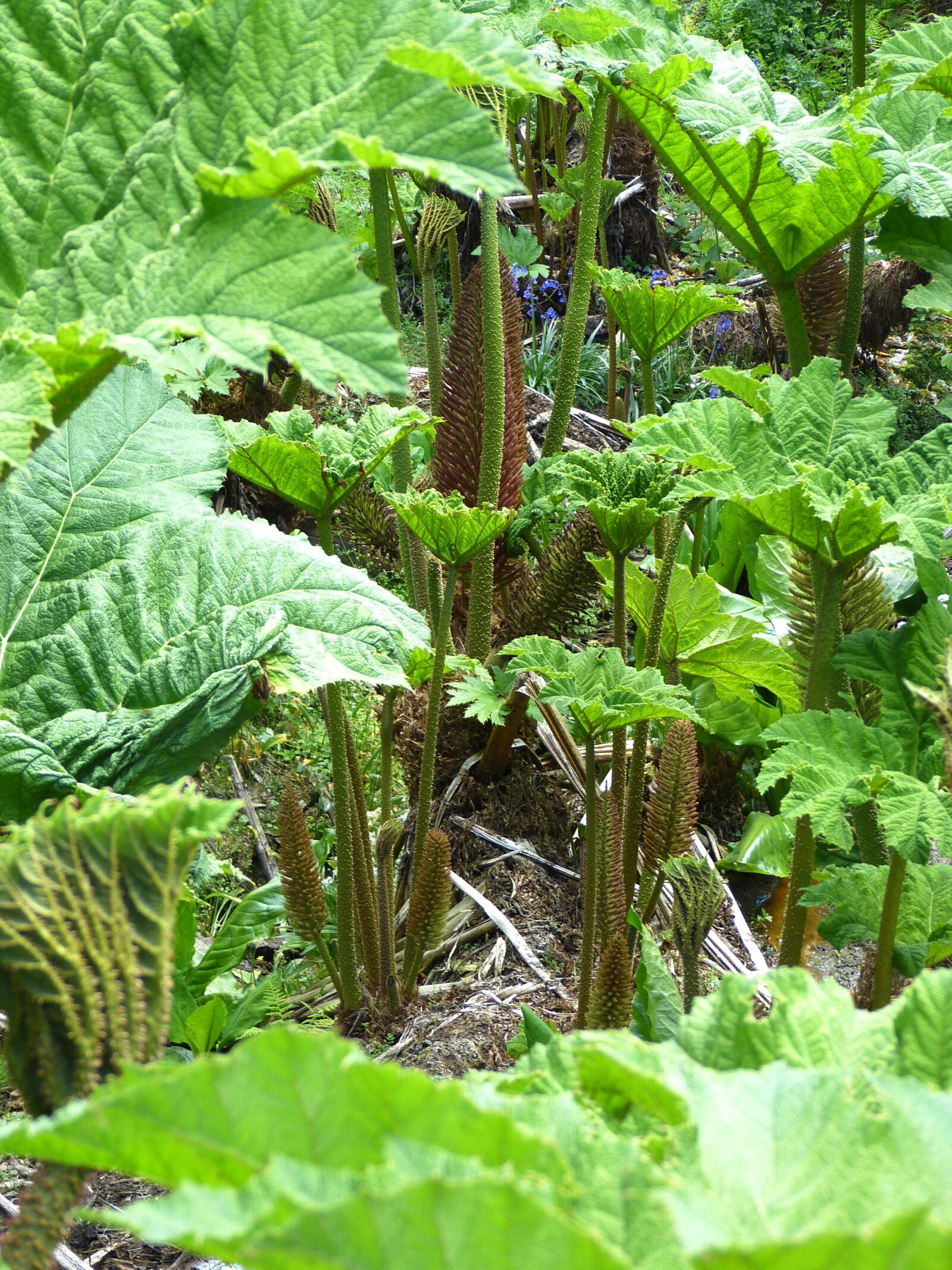 Panasonic Lumix DMC-FZ150 sample photo. Mammoth sheet, gunnera manicata photography
