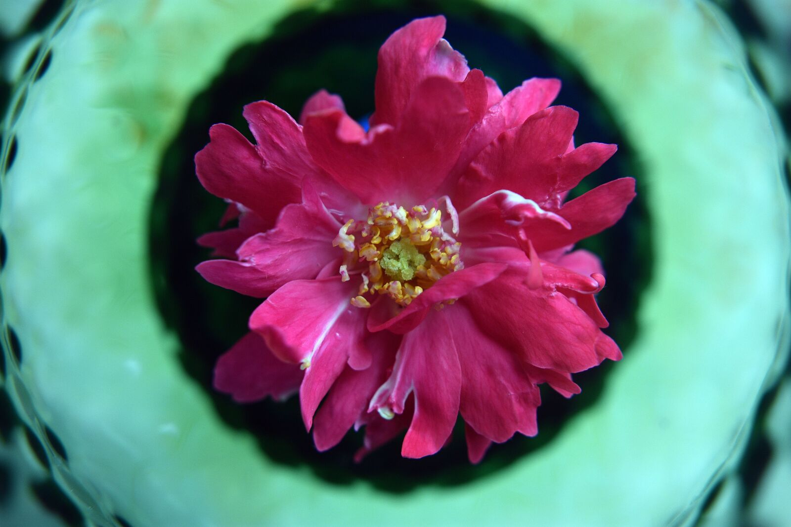 Nikon D3400 sample photo. Flower, flowers, spring photography