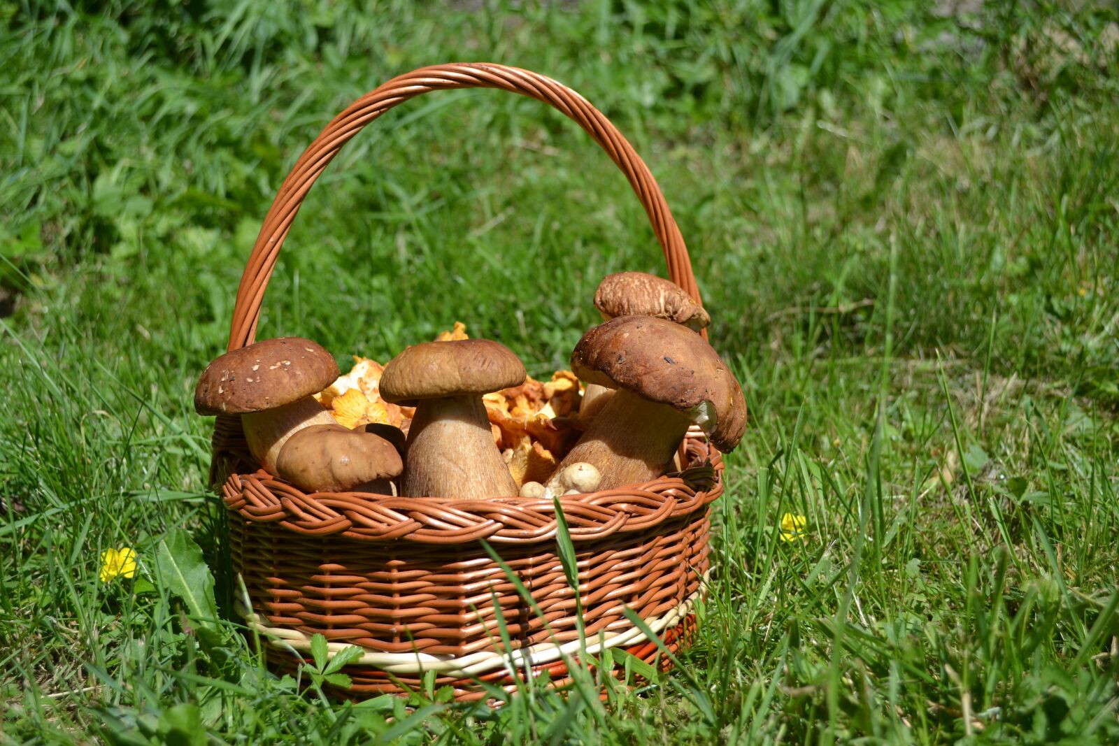 Nikon D3100 sample photo. Mushroom, white mushroom, basket photography