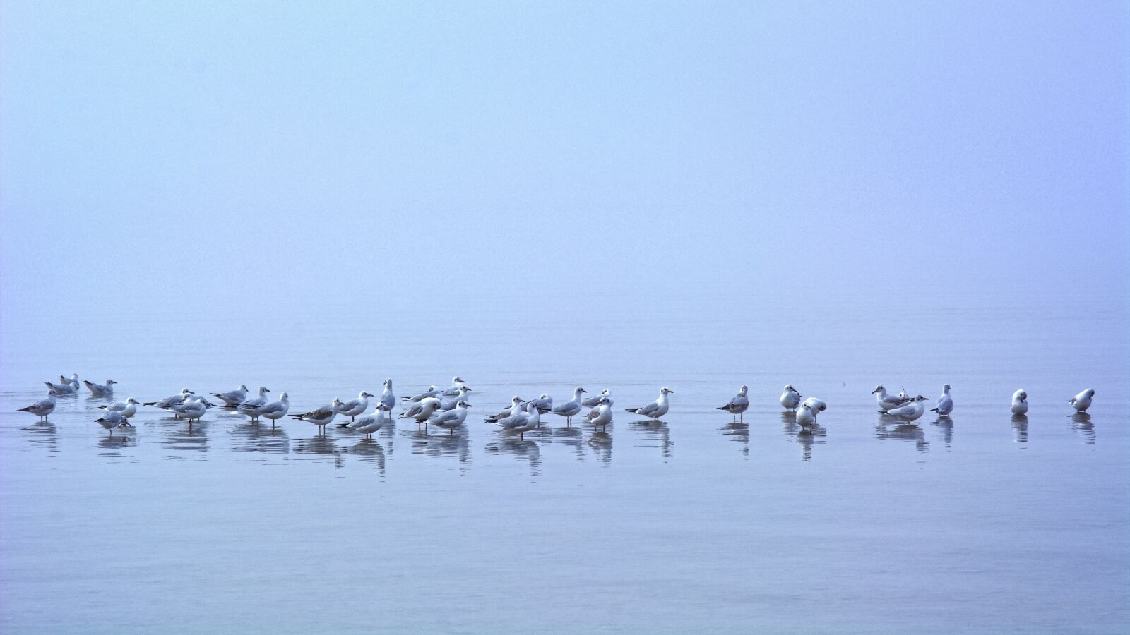 55.0-200.0mm f/4.0-f/5.6 sample photo. Fog, seagull, mirroring photography