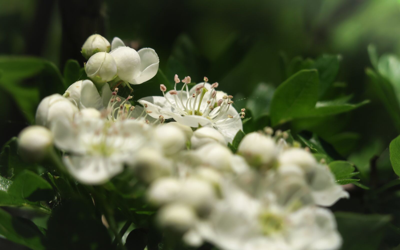 Canon PowerShot G3 X sample photo. Hawthorn, hawthorn flower, flowers photography