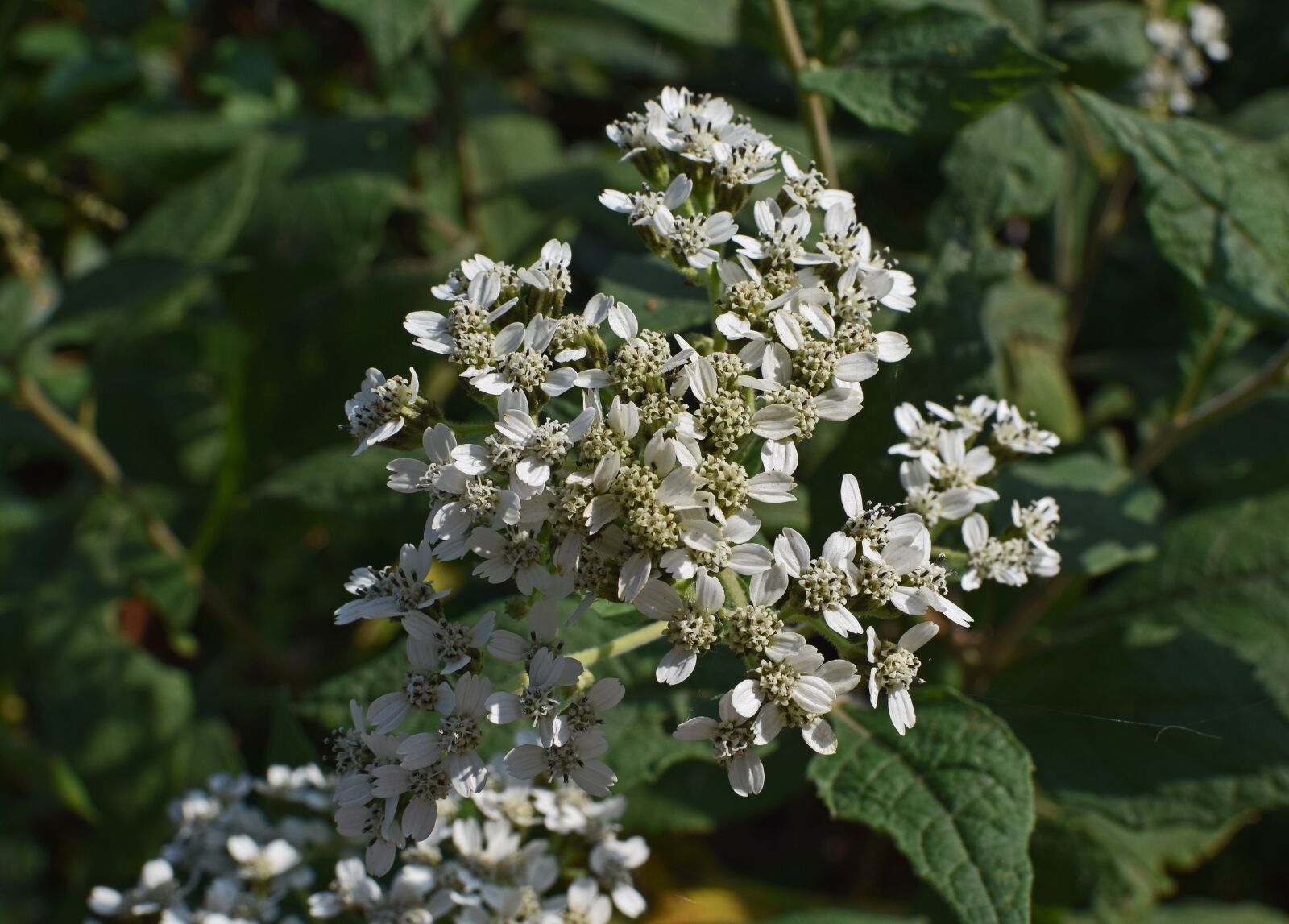Nikon D3300 sample photo. All boneset, flower, wildflower photography