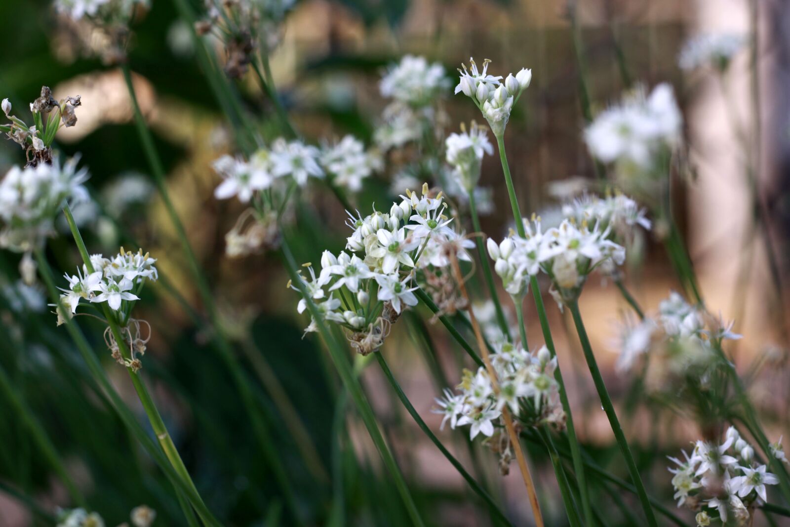 Canon EOS 50D sample photo. Flower, white, nature photography