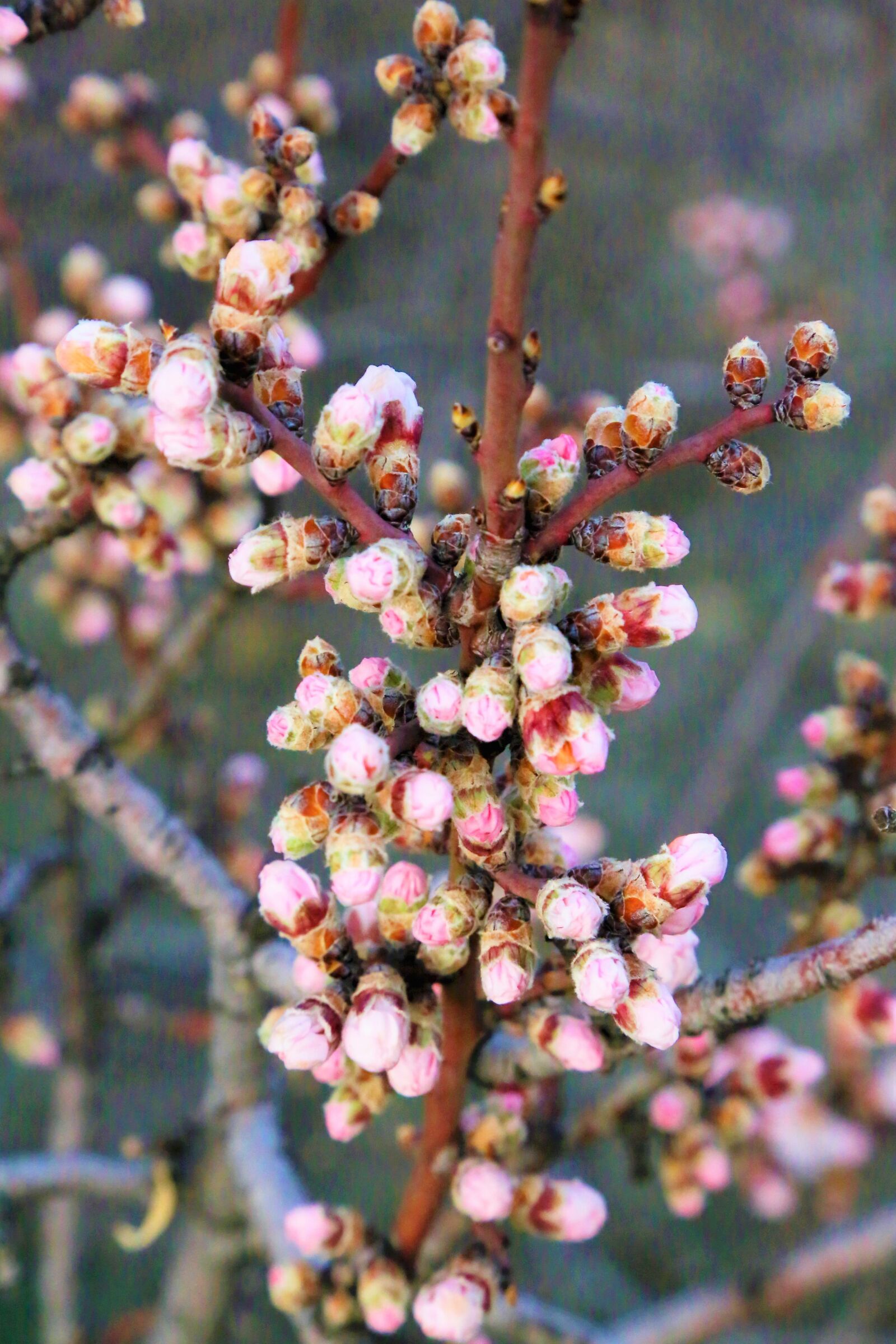 Canon EF 24-105mm F4L IS USM sample photo. Buds, blooming, nature photography