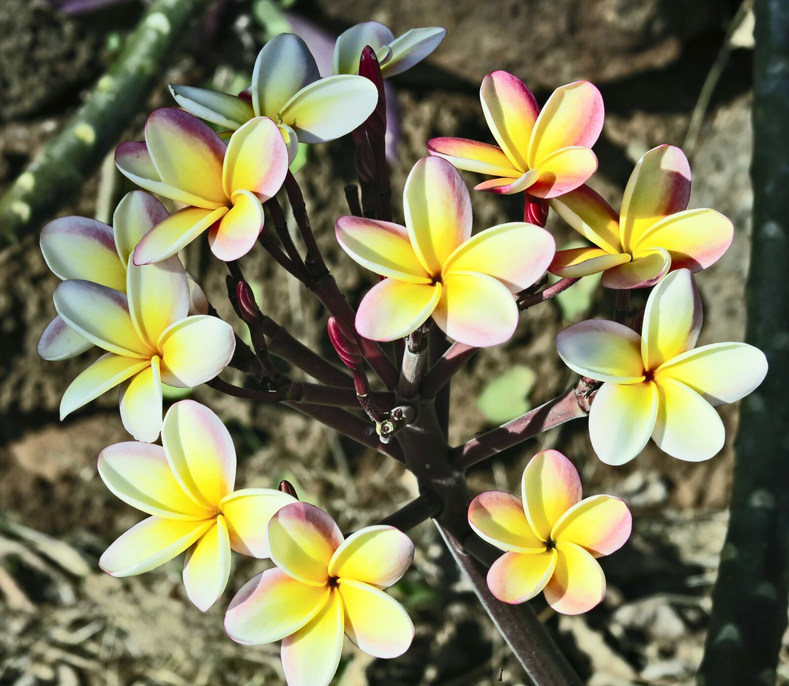 Canon PowerShot G7 X sample photo. Plumeria, flowers, tree photography