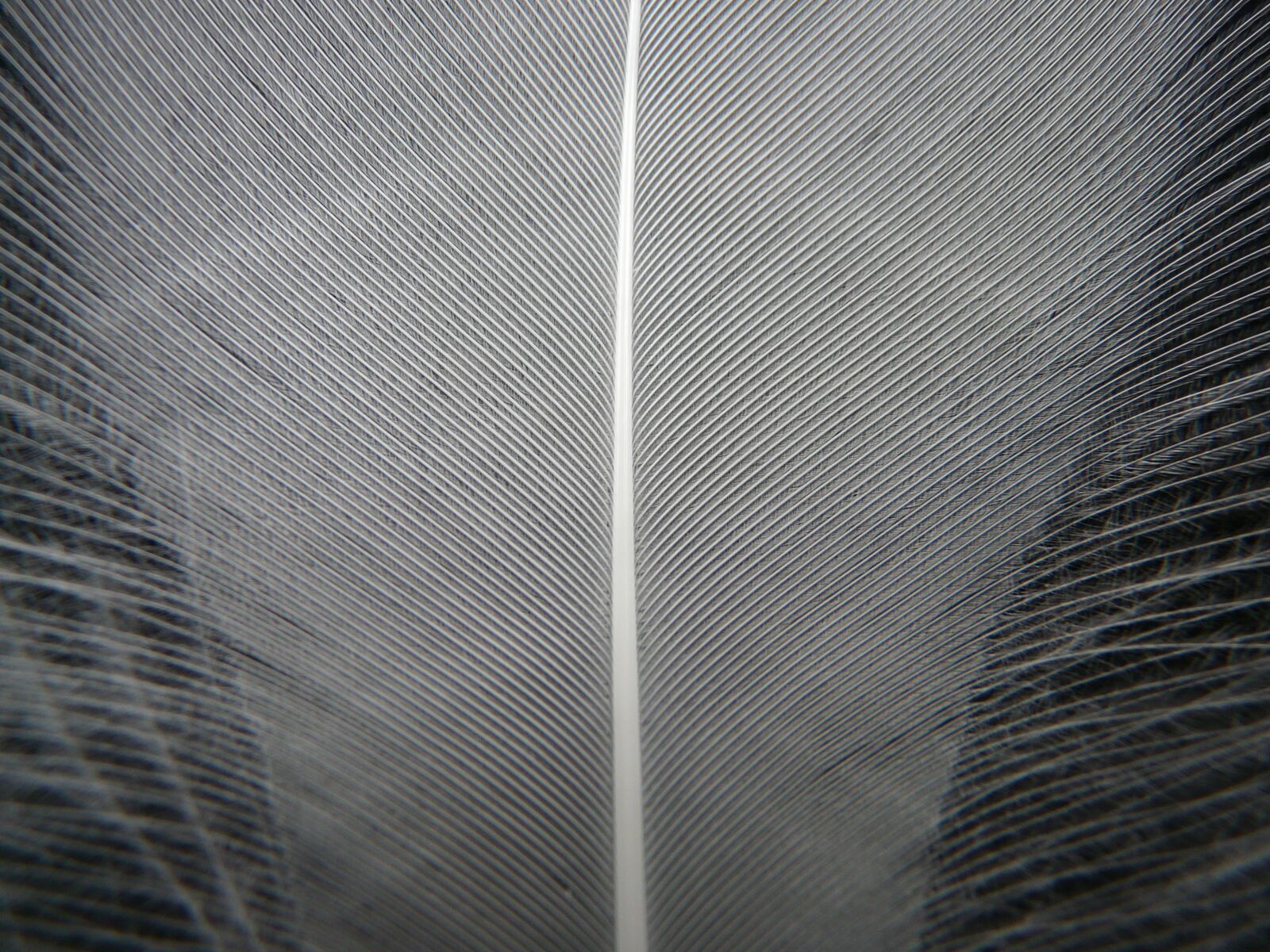 Panasonic DMC-FZ18 sample photo. Feather, white, filigree photography