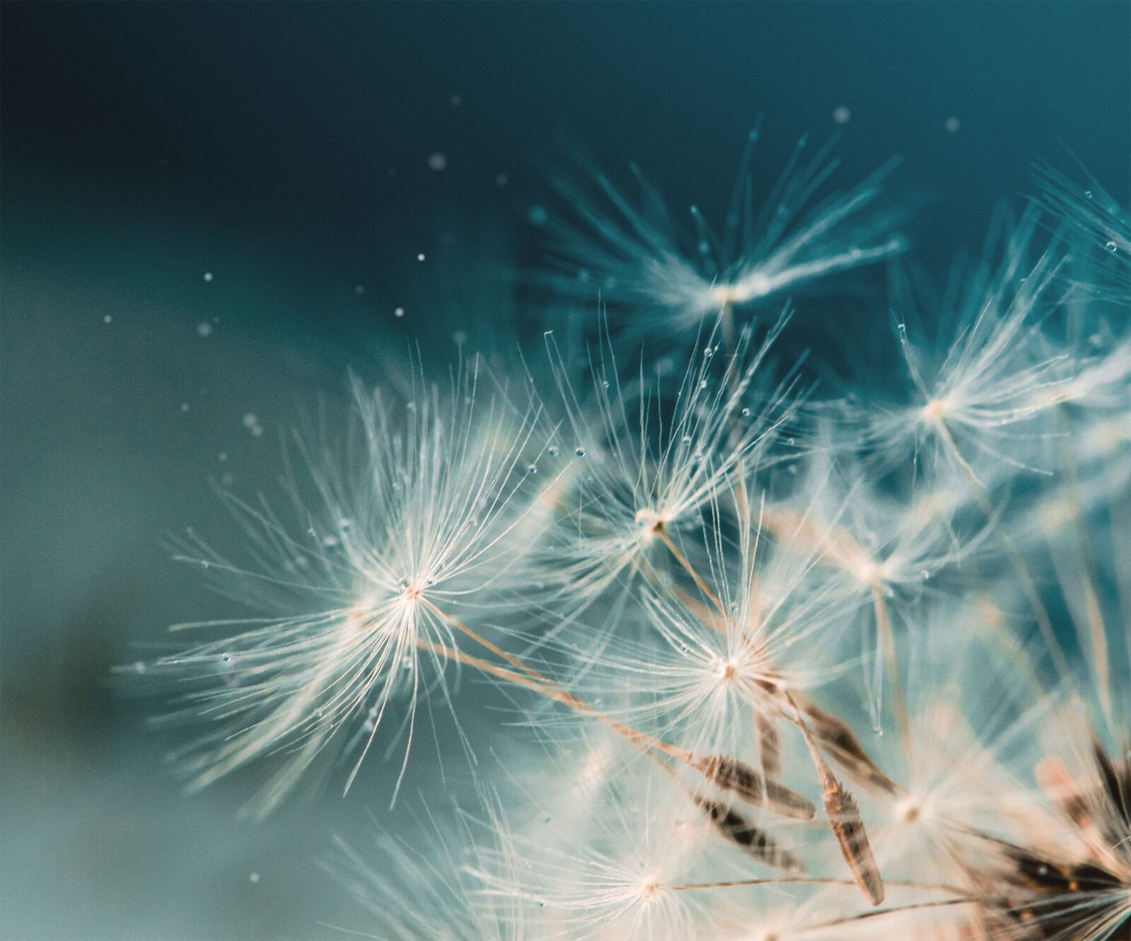 Nikon D5100 sample photo. Dandelion, seed, close-up photography