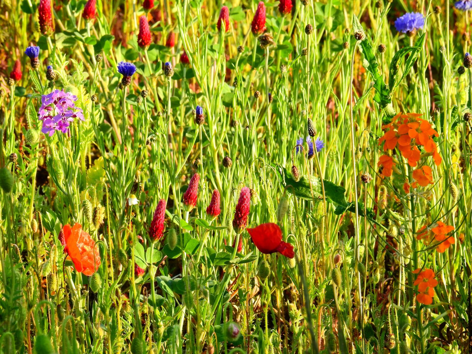 Nikon Coolpix P900 sample photo. Meadow, flower meadow, nature photography