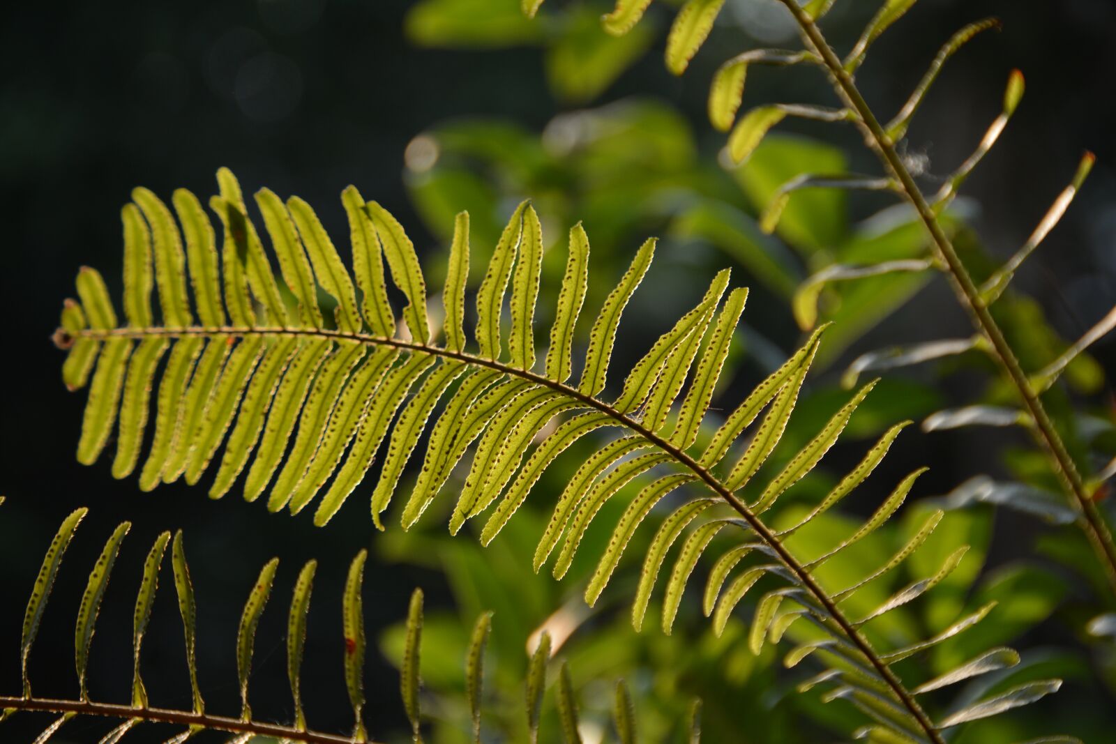 Nikon D5200 sample photo. Fern, leaf, nature photography