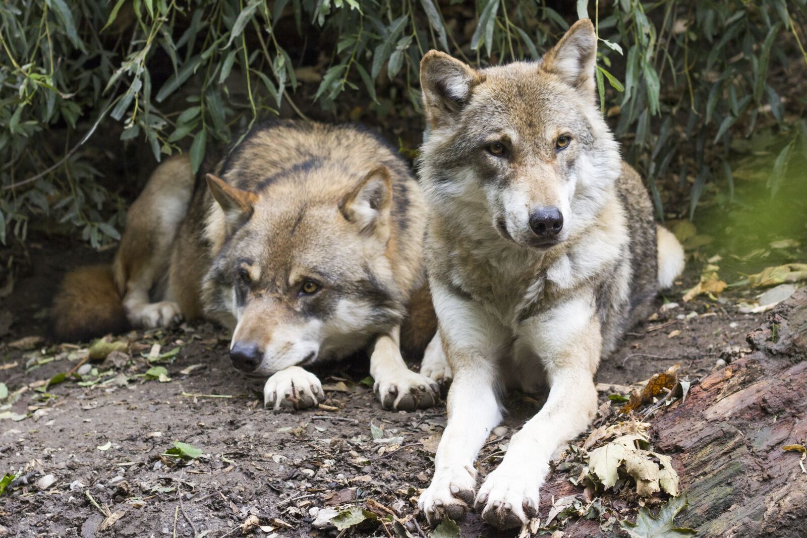 Canon EOS 60D + Canon EF 50mm F1.8 II sample photo. Wolves, canis lupus, two photography