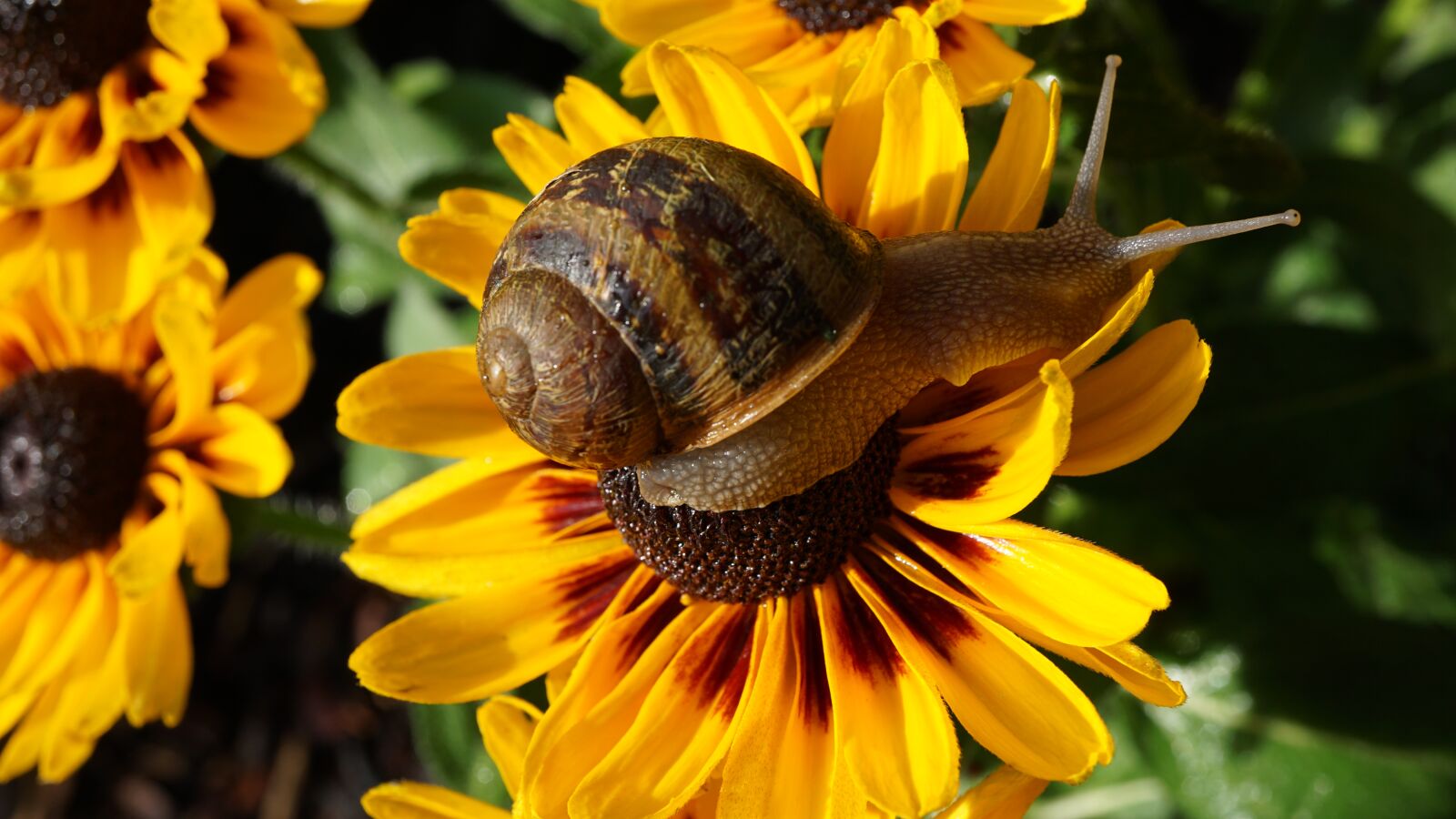 Sony E 30mm F3.5 Macro sample photo. Snail, animal, animal portrait photography