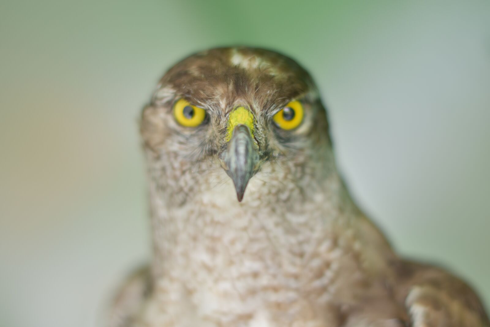 Nikon D5600 sample photo. Eagle, eye, wildlife photography