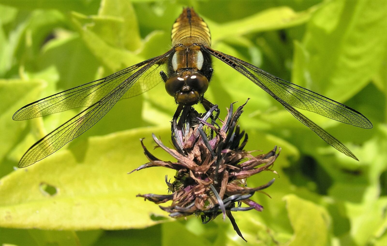 Olympus C5050Z sample photo. Dragon fly, insect, nature photography