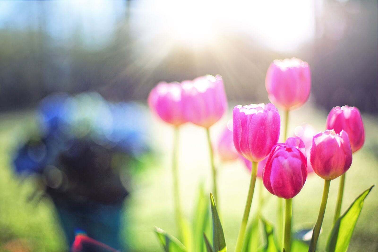 Canon EF 50mm F1.4 USM sample photo. Tulips, pink, spring photography