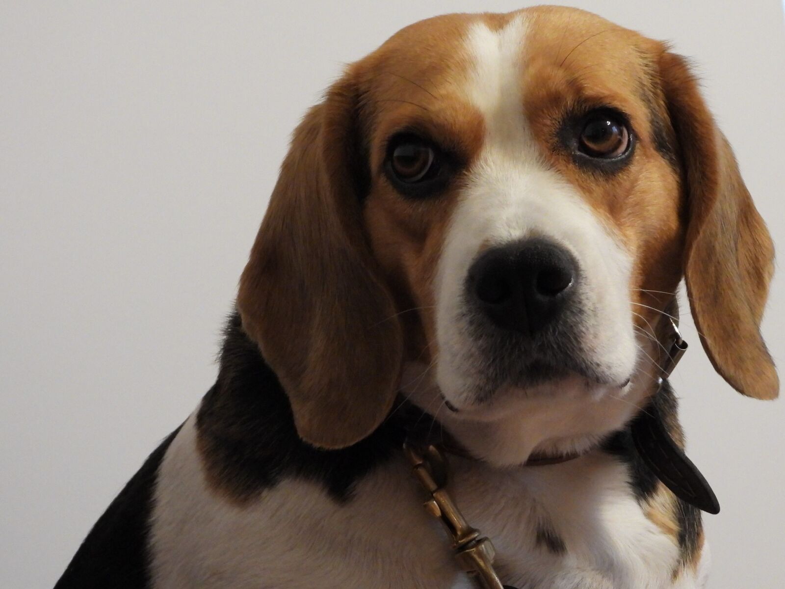 Nikon Coolpix P1000 sample photo. Dog, beagl, assistant photography